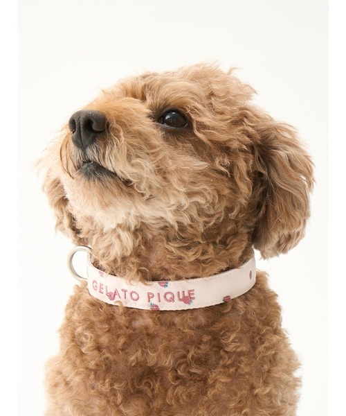 gelato pique(ジェラートピケ)の「【CAT&DOG】【販路限定商品】モチーフ柄首輪(リード/ハーネス/首輪・レディース・ピンク/ベージュ・SMALL/MEDIUM/LARGE)」の14枚目の写真