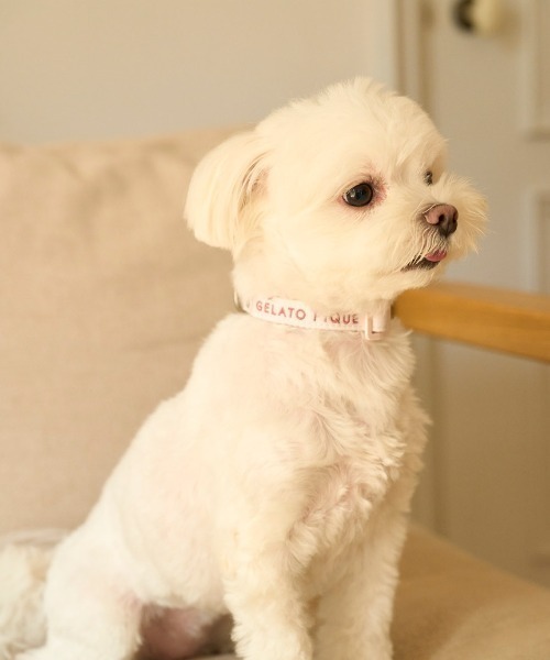gelato pique(ジェラートピケ)の「【CAT&DOG】【販路限定商品】モチーフ柄首輪(リード/ハーネス/首輪・レディース・ピンク/ベージュ・SMALL/MEDIUM/LARGE)」の20枚目の写真