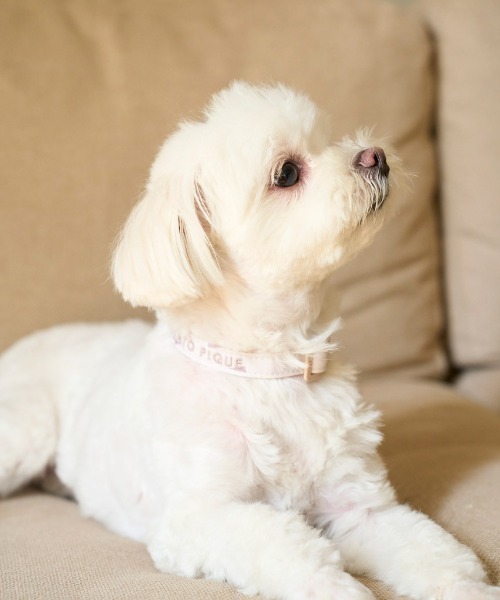 gelato pique(ジェラートピケ)の「【CAT&DOG】【販路限定商品】モチーフ柄首輪(リード/ハーネス/首輪・レディース・ピンク/ベージュ・SMALL/MEDIUM/LARGE)」の21枚目の写真