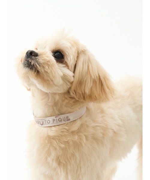 ジェラートピケ 【CAT&DOG】モチーフ柄首輪&リード CAT&DOG】【販路限定商品】モチーフ柄首輪（リード/ハーネス