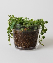 TODAY'S SPECIAL(�g�D�f�C�Y�X�y�V����)�̃u���[�O���X�|�b�g11 �N���A/358069(�t�����[�x�[�X)