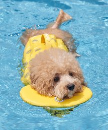 Bailey（ベイリー）の「犬用水着 テディ ライフジャケット イエロー（ペットウェア）」