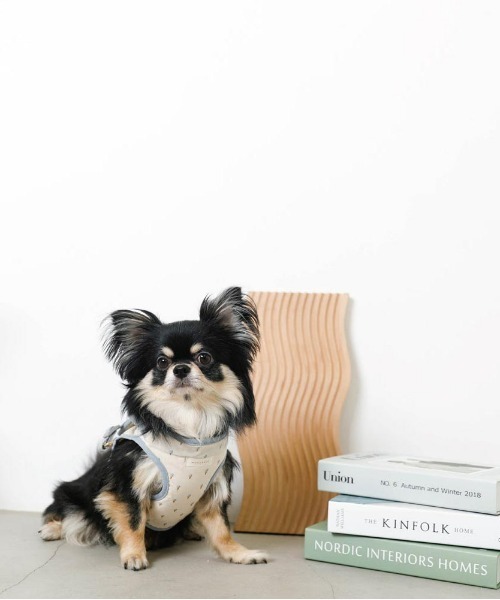 moncheri（モンシェリ）の「冷感アイスクリーム柄ハーネス+リードSET【接触冷感・ワンタッチ着脱・サイズ調整可能・８㎏まで対応】（リード/ハーネス/首輪・レディース・ピンク/ブルー・S/M/L/XL）」の7枚目の写真