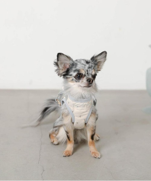 moncheri（モンシェリ）の「冷感アイスクリーム柄ハーネス+リードSET【接触冷感・ワンタッチ着脱・サイズ調整可能・８㎏まで対応】（リード/ハーネス/首輪・レディース・ピンク/ブルー・S/M/L/XL）」の4枚目の写真