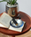 journal standard Furniture iW[iX^_[ht@j`[j́uGLASS TRAY S KX g[ DM g[iXe[Vi[jvblCr[