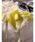 SNIDEL�i�X�i�C�f���j�́u�yChacott�z�R���{���[�X�V���V���i�V���V���j�v�b�C�G���[