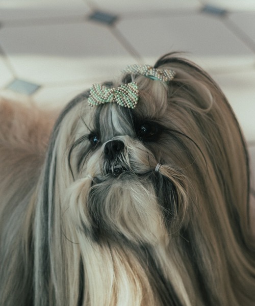 fafa(フェフェ)の「FRANCINE|ペット用アクセサリー(その他ペットグッズ・キッズ・B/A/C・FREE)」の2枚目の写真