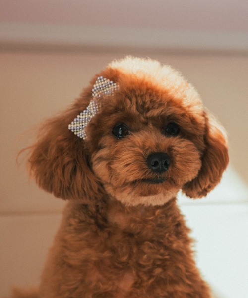 fafa(フェフェ)の「FRANCINE|ペット用アクセサリー(その他ペットグッズ・キッズ・B/A/C・FREE)」の3枚目の写真