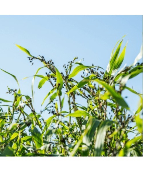 薬用スキンコンディショナー（ヤクヨウスキンコンディショナー）の「【ZOZOCOSME限定】アルビオン　薬用スキンコンディショナー　エッセンシャル　ミニセット（化粧水・レディース・その他・FREE）」の8枚目の写真