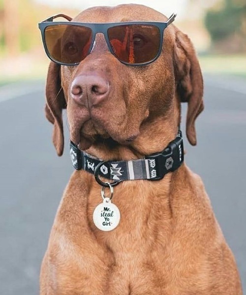 WOLFGANG MAN&BEAST/ウルフギャングマンアンドビースト 犬用 首輪 NEW