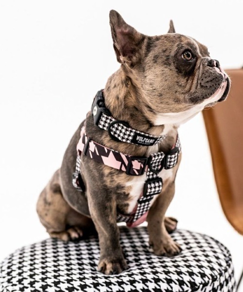 犬用　サーモンピンク【本革】リード＆ハーネス2点 SET❣️ ボディベルト ハーネス 犬用 日本製 ナチュラルスキン 本革