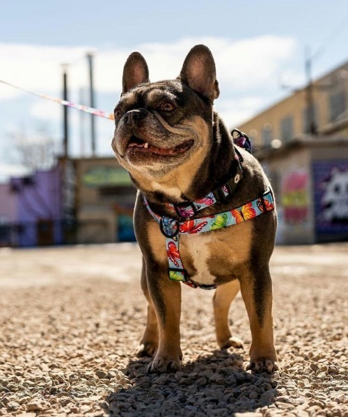 WOLFGANG MAN&BEAST/ウルフギャングマンアンドビースト 犬用 ハーネス