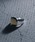 YArKAi[Jj́uyYArKA/[Jzsilver925 flat face ring[mshi1]/tbgʃO Vo[925iOjvb̑11