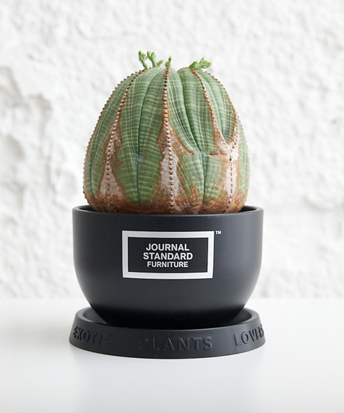 ❤️セール822B②チェコビンテージ植物図鑑　洋書　ジャンクジャーナル　2冊セット 洋書 古書 希少 ヴィンテージ植物図鑑2巻セット 繊細で美しい