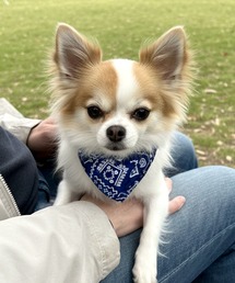 yield（イールド）の「【yield select】ペット服 リードフック付き 首輪 三角スカーフ スタイ バンダナ  YW13DLD（リード/ハーネス/首輪）」