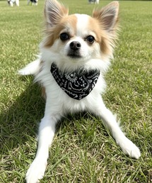 yield（イールド）の「【yield select】ペット服 リードフック付き 首輪 三角スカーフ スタイ バンダナ  YW13DLD（リード/ハーネス/首輪）」