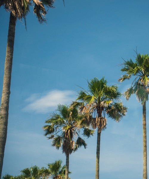 FERNANDA（フェルナンダ）の「フレグランスプレミアムハンドクリーム（ライチ）/Fragrance Premium Hand Cream (Lychee)（ハンドケア/ハンドクリーム・レディース・その他・FREE）」の3枚目の写真