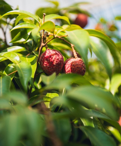 FERNANDA（フェルナンダ）の「フレグランスプレミアムハンドクリーム（ライチ）/Fragrance Premium Hand Cream (Lychee)（ハンドケア/ハンドクリーム・レディース・その他・FREE）」の6枚目の写真