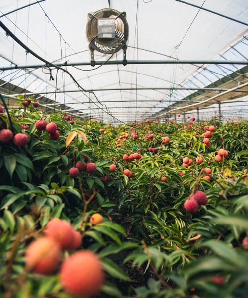 FERNANDA（フェルナンダ）の「フレグランスプレミアムハンドクリーム（ライチ）/Fragrance Premium Hand Cream (Lychee)（ハンドケア/ハンドクリーム・レディース・その他・FREE）」の5枚目の写真