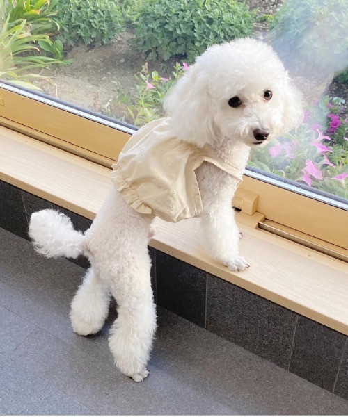 フォロワー様限定価格 ハンドメイド 花柄刺繍バルーンキャミ 犬服