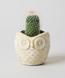 TODAY'S SPECIAL(�g�D�f�C�Y�X�y�V����)�̃I�E���|�b�g/359390(�t�����[�x�[�X)