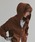 ad thie�i�A�h�e�B�G�j�́u�_�u���W�b�v �X�E�F�b�g�p�[�J�[�i�p�[�J�[�j�v�b�u���E��