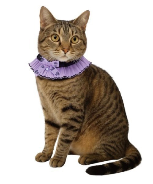 ANNA SUI(アナスイ)の「ANNA SUI/猫用リボン付シフォンプリーツシュシュ首輪(リード/ハーネス/首輪・レディース・ブラック・S)」の6枚目の写真