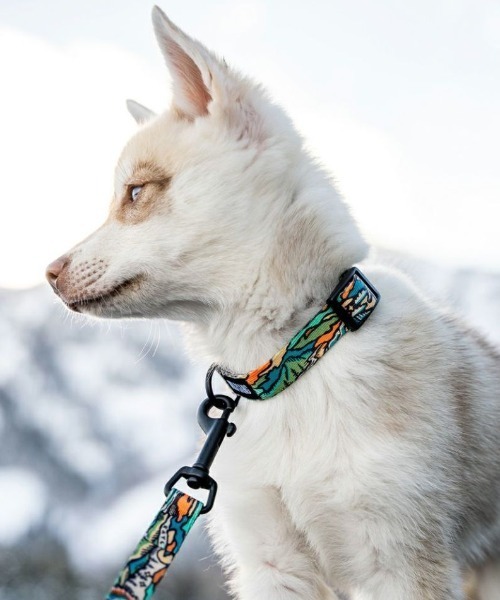 WOLFGANG MAN＆BEAST（ウルフギャングマンアンドビースト）の「WOLFGANG MAN&BEAST/ウルフギャングマンアンドビースト 犬用 リード WILDWOLF Sサイズ WL-001-113（リード/ハーネス/首輪・メンズ・マルチ・S）」の4枚目の写真