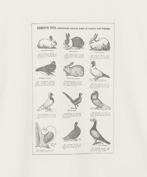 Bshop(ビショップ)の「History of Art | プリントTシャツ RABBITS & BIRDS MEN(Tシャツ/カットソー・メンズ・ホワイト系その他・XL/M/L)」の7枚目の写真