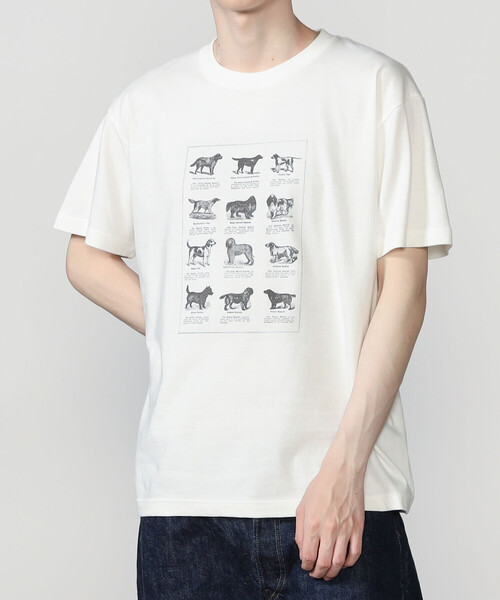 Bshop(ビショップ)の「History of Art | プリントTシャツ RABBITS & BIRDS MEN(Tシャツ/カットソー・メンズ・ホワイト系その他・XL/M/L)」の13枚目の写真