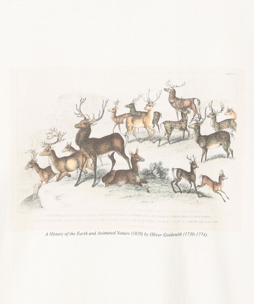 Bshop(ビショップ)の「History of Art | プリントTシャツ DEER WOMEN(Tシャツ/カットソー・レディース・ホワイト系その他・S)」の7枚目の写真