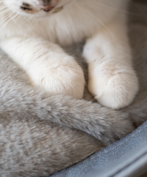 EMOOR(エムール)の「愛猫用ハウス&ベッド【ASONERU】(ペット用クッション/マット・レディース・ブルーグレー/コーラルピンク・FREE)」の13枚目の写真