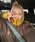 �W(eight)�i�G�C�g�j�́u�I �h�J �T�C�h���C�� �g���b�N�W���P�b�g�i�W���[�W�j�v�b�u���E��