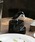 DULTONi_gj́uBIRD TOOTHPICK SERVER/ܗk} [iLb`c[jvb̑