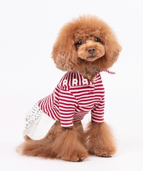 【Parfest/パルフェスト】タートルニット/犬服（ドッグウェア）