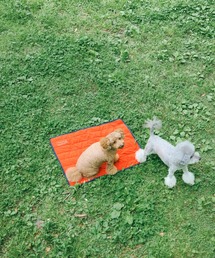 UNIVERSAL OVERALL（ユニバーサルオーバーオール）の「UNIVERSAL OVERALL / UOD / UTILITY MAT / 保冷剤ポケット付き犬用マット（保冷マット）（ペット用クッション/マット）」