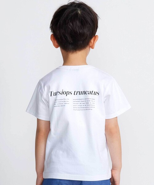 BeBe(ベベ)の「【 速乾 】【神戸須磨シーワールド×BeBe】シャチ・イルカ 図鑑風半袖Tシャツ(80~140cm)(Tシャツ/カットソー・キッズ・グレー/ホワイト・120cm/130cm/140cm/110cm)」の3枚目の写真