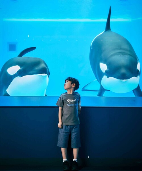 BeBe(ベベ)の「【 速乾 】【神戸須磨シーワールド×BeBe】シャチ・イルカ 図鑑風半袖Tシャツ(80~140cm)(Tシャツ/カットソー・キッズ・グレー/ホワイト・120cm/130cm/140cm/110cm)」の6枚目の写真