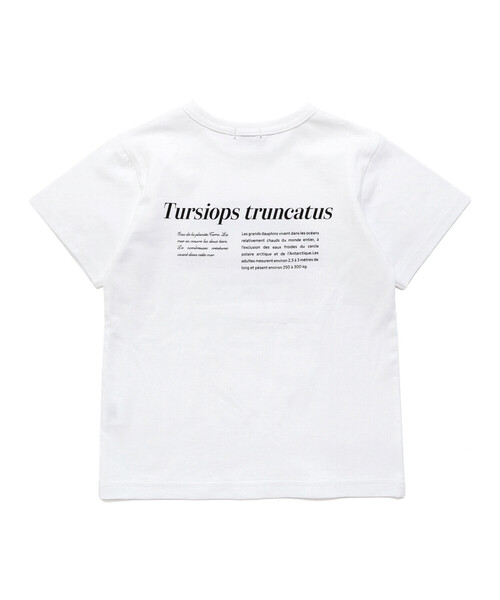 BeBe(ベベ)の「【 速乾 】【神戸須磨シーワールド×BeBe】シャチ・イルカ 図鑑風半袖Tシャツ(80~140cm)(Tシャツ/カットソー・キッズ・グレー/ホワイト・120cm/130cm/140cm/110cm)」の8枚目の写真