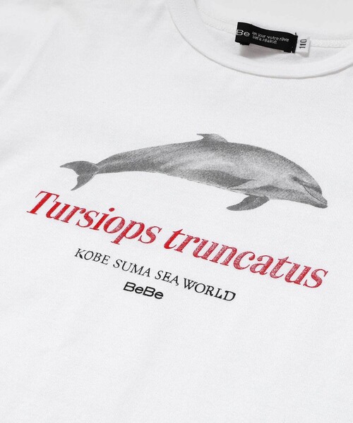 BeBe(ベベ)の「【 速乾 】【神戸須磨シーワールド×BeBe】シャチ・イルカ 図鑑風半袖Tシャツ(80~140cm)(Tシャツ/カットソー・キッズ・グレー/ホワイト・120cm/130cm/140cm/110cm)」の9枚目の写真