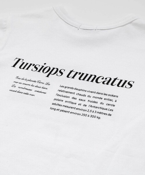 BeBe(ベベ)の「【 速乾 】【神戸須磨シーワールド×BeBe】シャチ・イルカ 図鑑風半袖Tシャツ(80~140cm)(Tシャツ/カットソー・キッズ・グレー/ホワイト・120cm/130cm/140cm/110cm)」の10枚目の写真