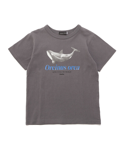 BeBe(ベベ)の「【 速乾 】【神戸須磨シーワールド×BeBe】シャチ・イルカ 図鑑風半袖Tシャツ(80~140cm)(Tシャツ/カットソー・キッズ・グレー/ホワイト・120cm/130cm/140cm/110cm)」の11枚目の写真