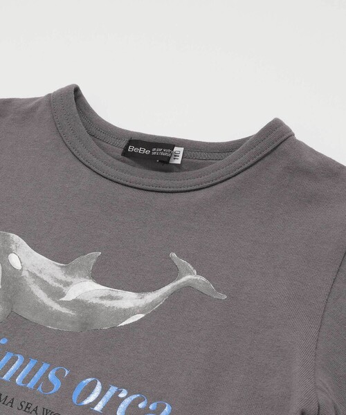 BeBe(ベベ)の「【 速乾 】【神戸須磨シーワールド×BeBe】シャチ・イルカ 図鑑風半袖Tシャツ(80~140cm)(Tシャツ/カットソー・キッズ・グレー/ホワイト・120cm/130cm/140cm/110cm)」の13枚目の写真