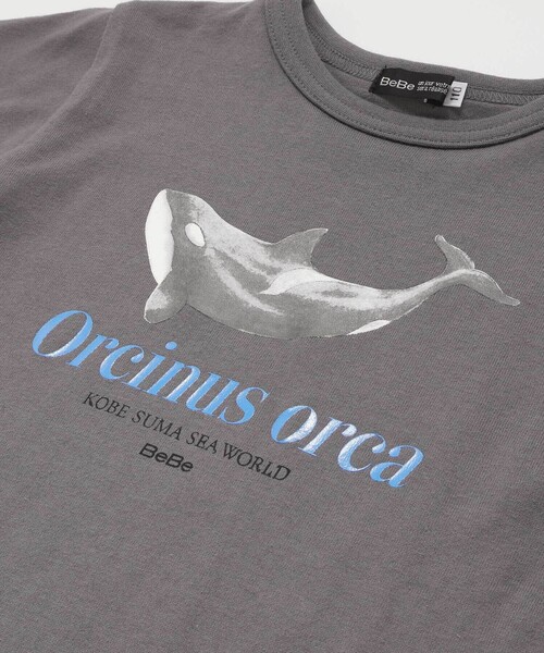 BeBe(ベベ)の「【 速乾 】【神戸須磨シーワールド×BeBe】シャチ・イルカ 図鑑風半袖Tシャツ(80~140cm)(Tシャツ/カットソー・キッズ・グレー/ホワイト・120cm/130cm/140cm/110cm)」の14枚目の写真