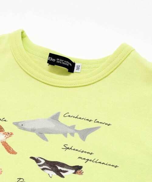 BeBe（ベベ）の「【 速乾 】【神戸須磨シーワールド×BeBe】不思議な青い世界 海の生きもの半袖Tシャツ(80~140cm)（Tシャツ/カットソー・キッズ・ブルー/グリーン・130cm/120cm/110cm/140cm）」の13枚目の写真