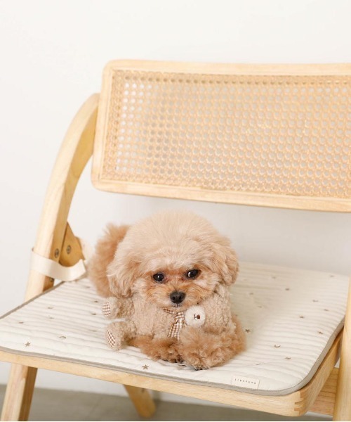 ひな様✨御専用カフェマット（2枚） 楽天市場】グンゼ 犬用マット 46×56cm カフェマット すべり止め