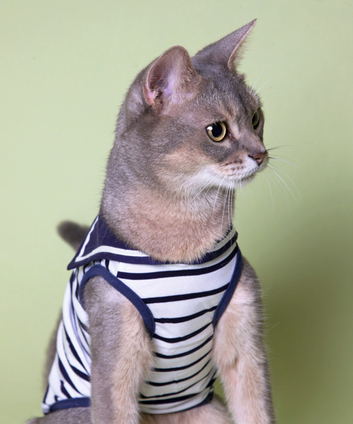 猫の暮らし(ネコノクラシ)の「猫の暮らし/クールセーラー キャット/猫用品(ペットウェア・レディース・ネイビー/その他・L/S/M)」の5枚目の写真