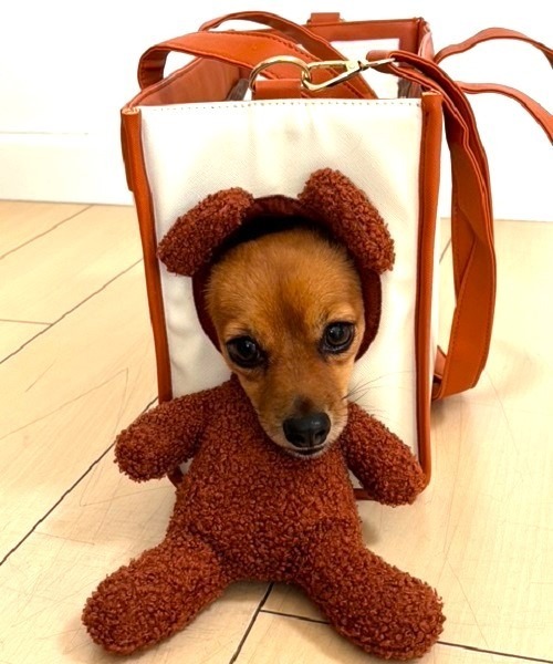 milmil、リボン&リードセット、わんちゃん猫ちゃん用 ONEKOSAMA OINUSAMA リード 犬 犬用リード ペット 犬用 小型犬
