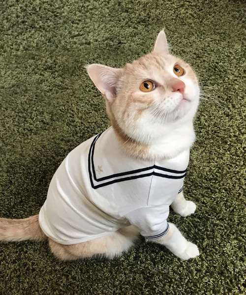 猫の暮らし(ネコノクラシ)の「猫の暮らし/セーラーティーシャツ キャット/猫用品(ペットウェア・レディース・ネイビー/ホワイト・S/L/M)」の2枚目の写真