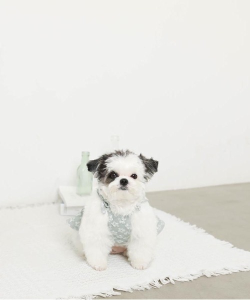 moncheri（モンシェリ）の「冷感花柄ぽこぽこキャミワンピース【接触冷感・簡単着脱】（ペットウェア・レディース・グリーン/アイボリー・S/M/L/XL/XS）」の8枚目の写真